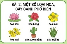 Tuần 4 - Tiết 4: Bài 2: Một số loại hoa, cây cảnh phổ biến - tiết 1