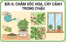 Tuần 16 - Tiết 16: Bài 6: Chăm sóc hoa, cây cảnh trong chậu- tiết 1